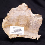 CHLORELLOPSIS sp. STROMATOLITE, Middle Eocene, USA ZCH019