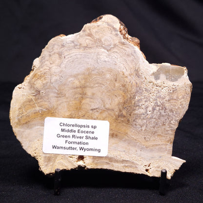 CHLORELLOPSIS sp. STROMATOLITE, Middle Eocene, USA ZCH019