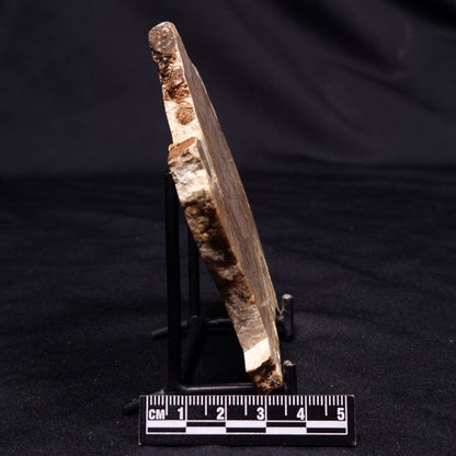 CHLORELLOPSIS sp. STROMATOLITE, Middle Eocene, USA ZCH019