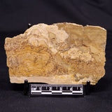 CHLORELLOPSIS sp. STROMATOLITE, Middle Eocene, USA ZCH020