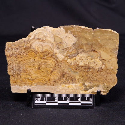CHLORELLOPSIS sp. STROMATOLITE, Middle Eocene, USA ZCH020