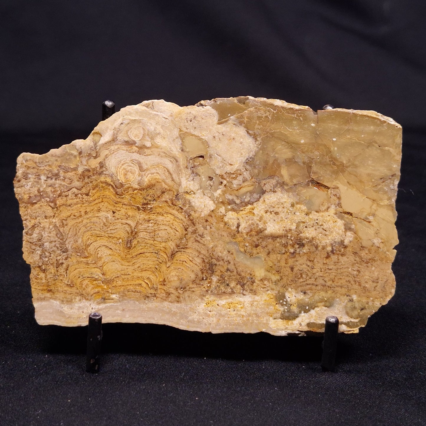CHLORELLOPSIS sp. STROMATOLITE, Middle Eocene, USA ZCH020