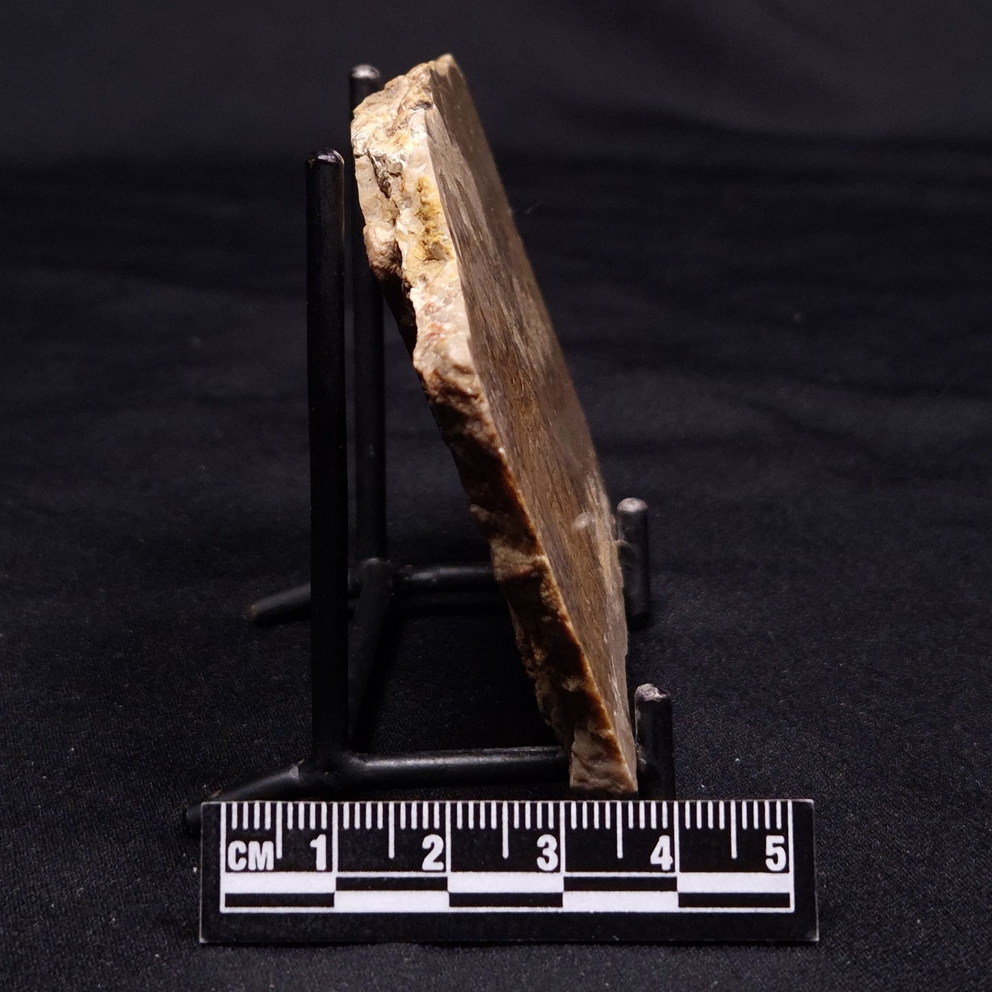 CHLORELLOPSIS sp. STROMATOLITE, Middle Eocene, USA ZCH020