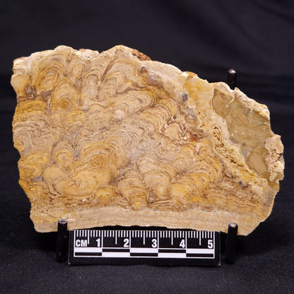 CHLORELLOPSIS sp. STROMATOLITE, Middle Eocene, USA ZCH021