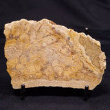 CHLORELLOPSIS sp. STROMATOLITE, Middle Eocene, USA ZCH021