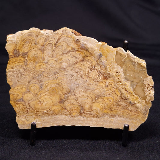 CHLORELLOPSIS sp. STROMATOLITE, Middle Eocene, USA ZCH021