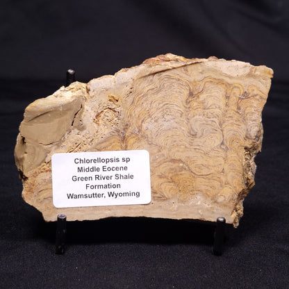 CHLORELLOPSIS sp. STROMATOLITE, Middle Eocene, USA ZCH021