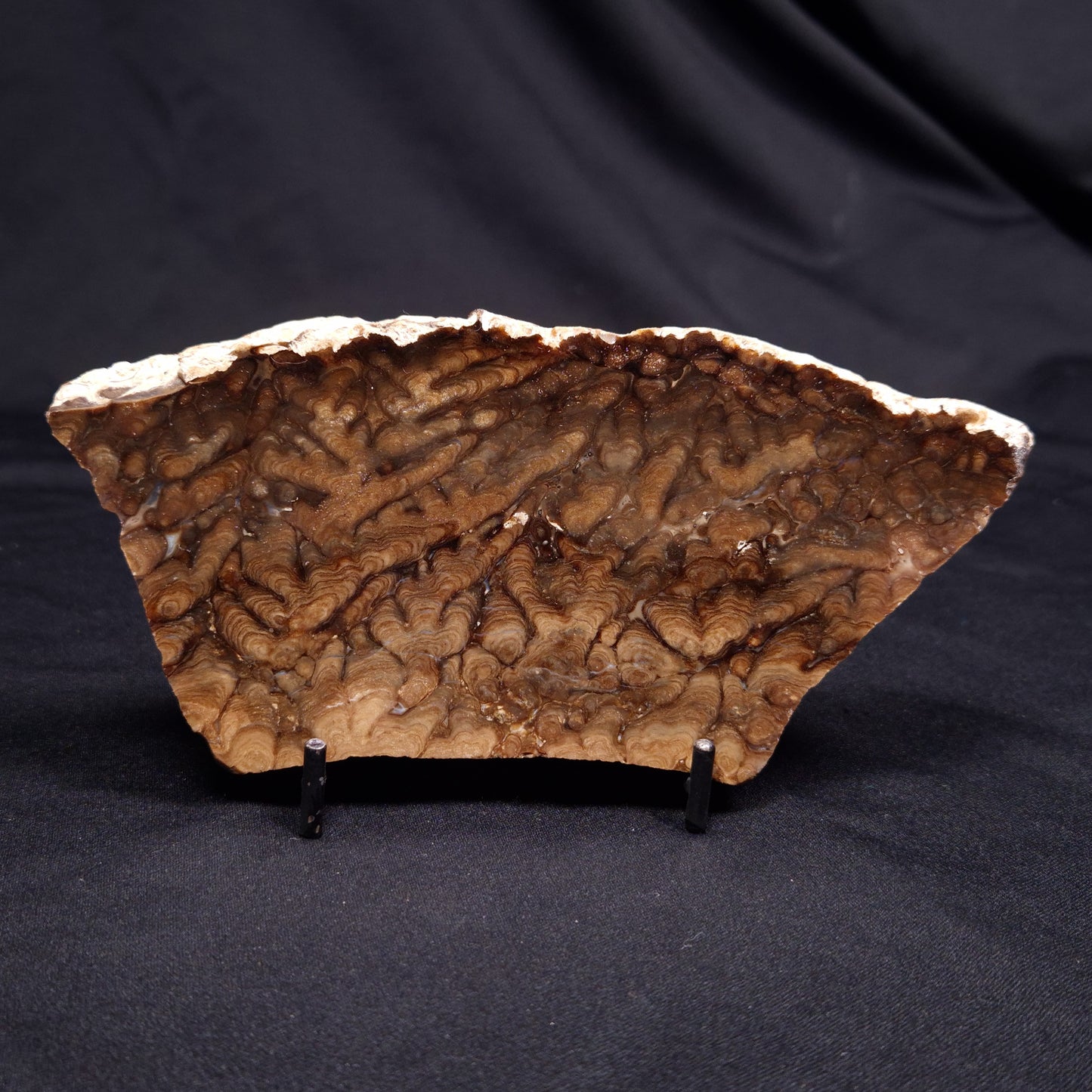 CHLORELLOPSIS sp. STROMATOLITE, Middle Eocene, USA ZCH022