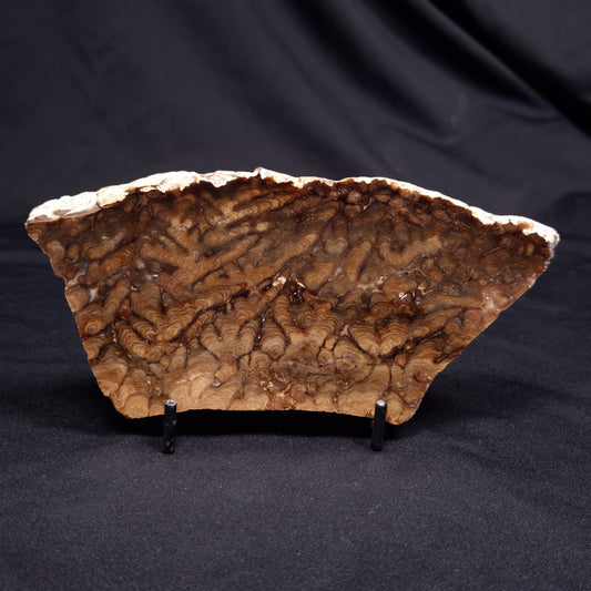 CHLORELLOPSIS sp. STROMATOLITE, Middle Eocene, USA ZCH022