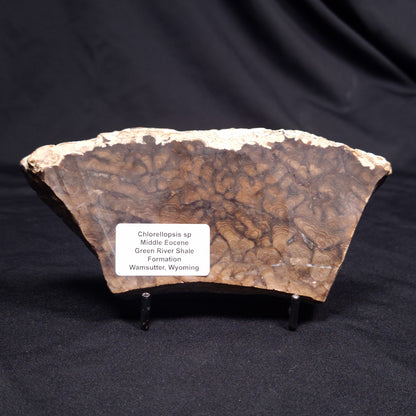 CHLORELLOPSIS sp. STROMATOLITE, Middle Eocene, USA ZCH022