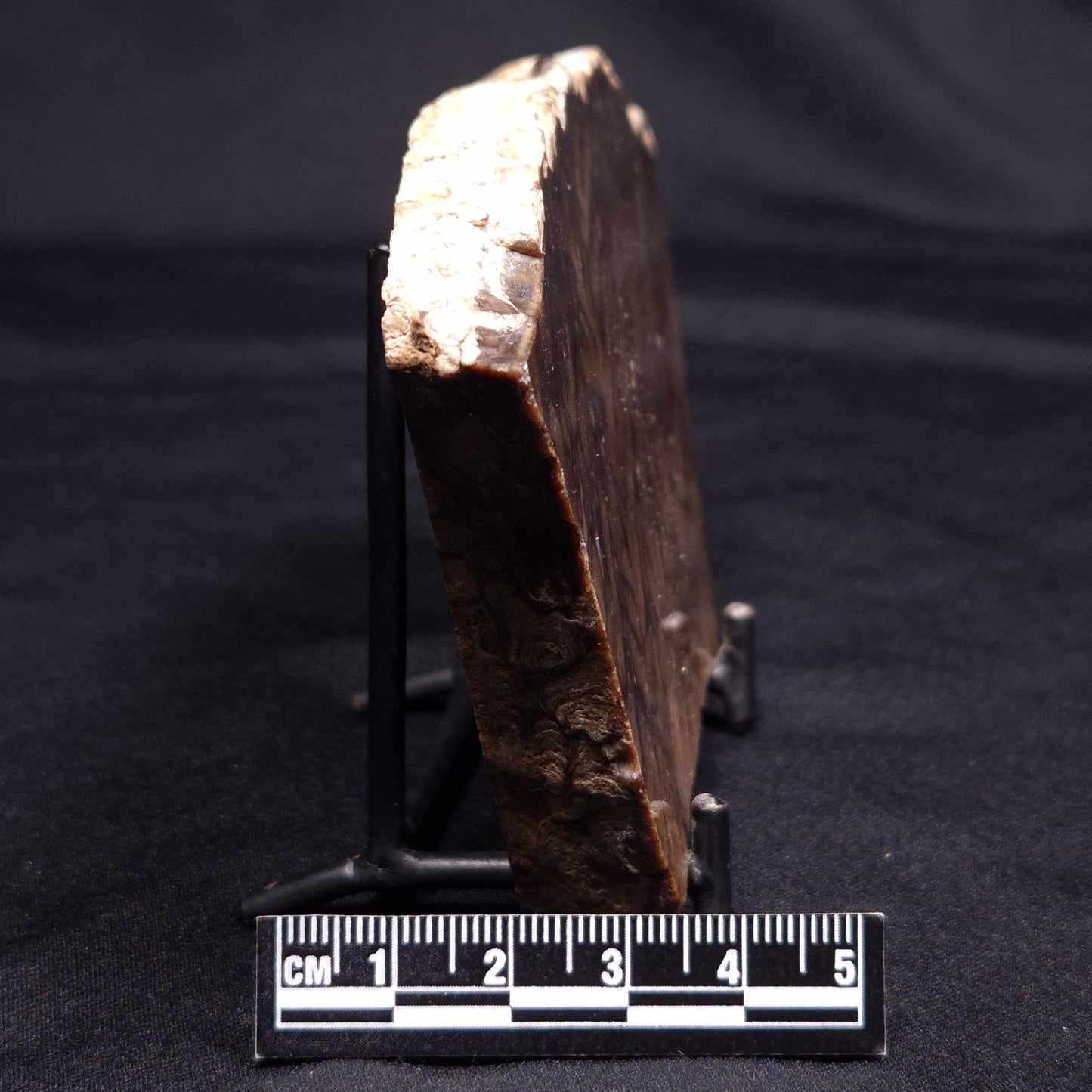 CHLORELLOPSIS sp. STROMATOLITE, Middle Eocene, USA ZCH022