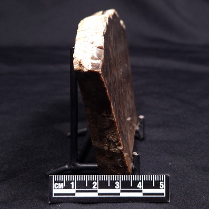 CHLORELLOPSIS sp. STROMATOLITE, Middle Eocene, USA ZCH022