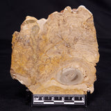 CHLORELLOPSIS sp. STROMATOLITE, Middle Eocene, USA ZCH023