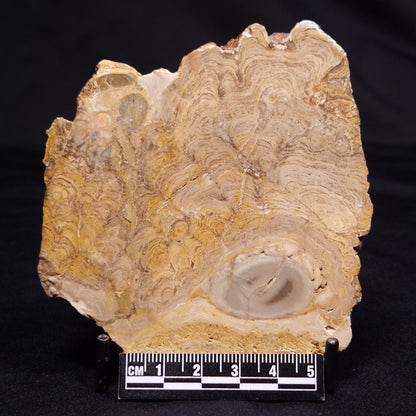 CHLORELLOPSIS sp. STROMATOLITE, Middle Eocene, USA ZCH023