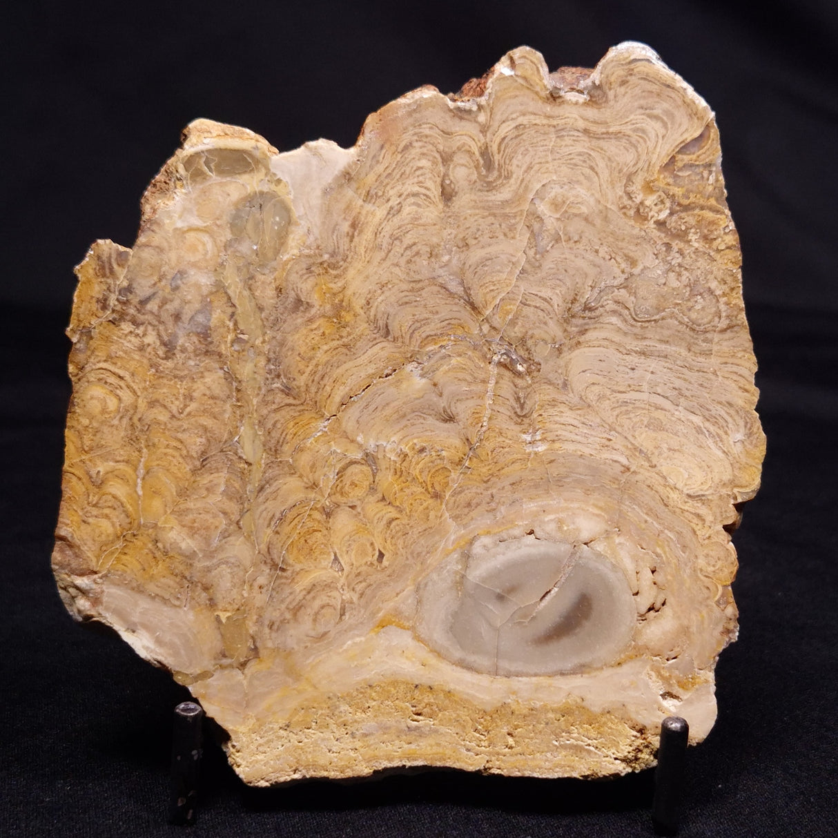 CHLORELLOPSIS sp. STROMATOLITE, Middle Eocene, USA ZCH023