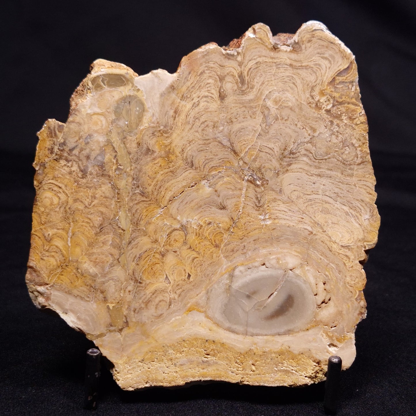 CHLORELLOPSIS sp. STROMATOLITE, Middle Eocene, USA ZCH023