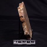 CHLORELLOPSIS sp. STROMATOLITE, Middle Eocene, USA ZCH023