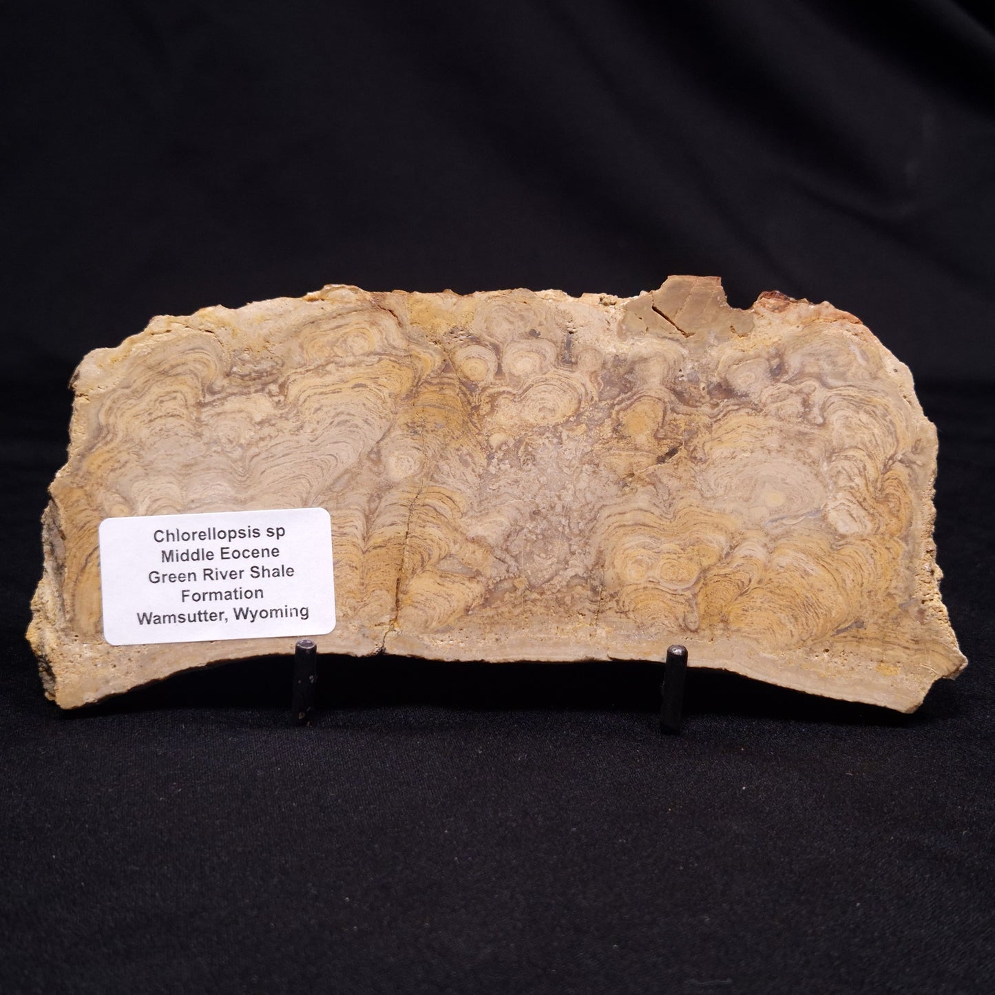 CHLORELLOPSIS sp. STROMATOLITE, Middle Eocene, USA ZCH024