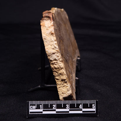 CHLORELLOPSIS sp. STROMATOLITE, Middle Eocene, USA ZCH024