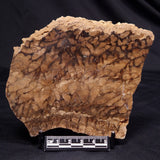 CHLORELLOPSIS sp. STROMATOLITE, Middle Eocene, USA ZCH025