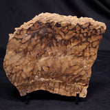 CHLORELLOPSIS sp. STROMATOLITE, Middle Eocene, USA ZCH025
