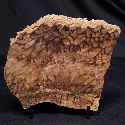 CHLORELLOPSIS sp. STROMATOLITE, Middle Eocene, USA ZCH025