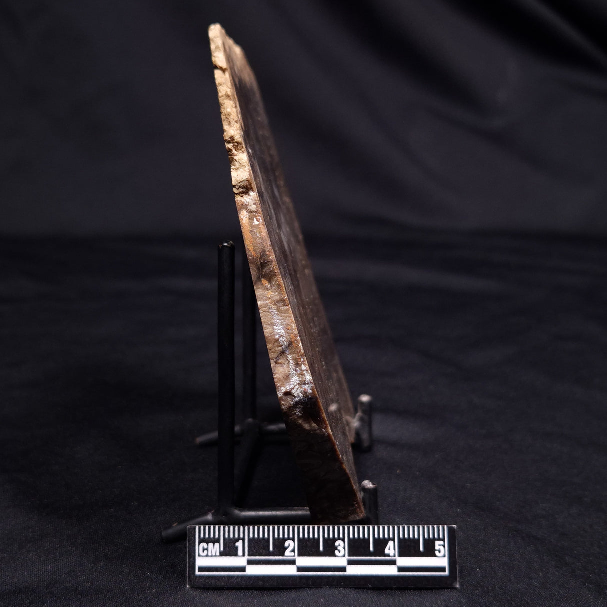 CHLORELLOPSIS sp. STROMATOLITE, Middle Eocene, USA ZCH025