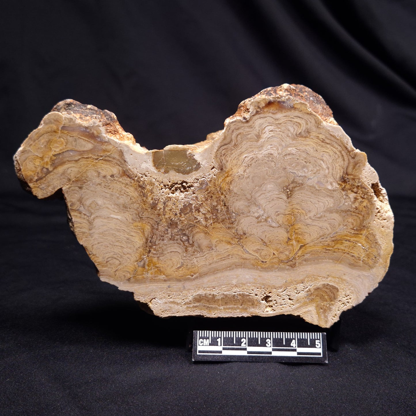 CHLORELLOPSIS sp. STROMATOLITE, Middle Eocene, USA ZCH026