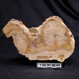 CHLORELLOPSIS sp. STROMATOLITE, Middle Eocene, USA ZCH026