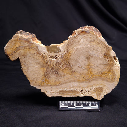 CHLORELLOPSIS sp. STROMATOLITE, Middle Eocene, USA ZCH026