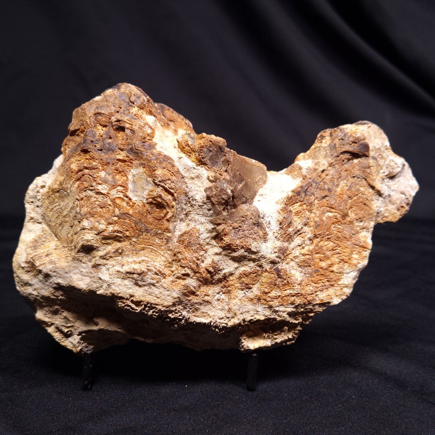 CHLORELLOPSIS sp. STROMATOLITE, Middle Eocene, USA ZCH026