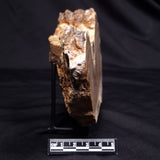 CHLORELLOPSIS sp. STROMATOLITE, Middle Eocene, USA ZCH026