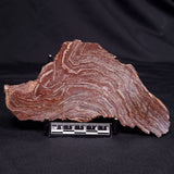 CONOPHYTON AMANTOURARTENSIS STROMATOLITE, Ediacaran, Morocco ZCA023