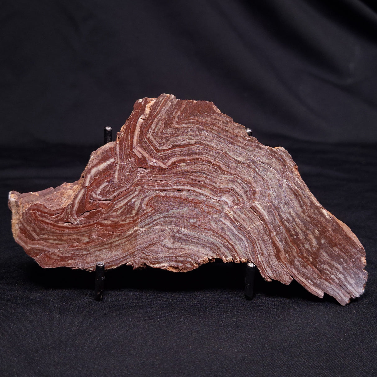 CONOPHYTON AMANTOURARTENSIS STROMATOLITE, Ediacaran, Morocco ZCA023