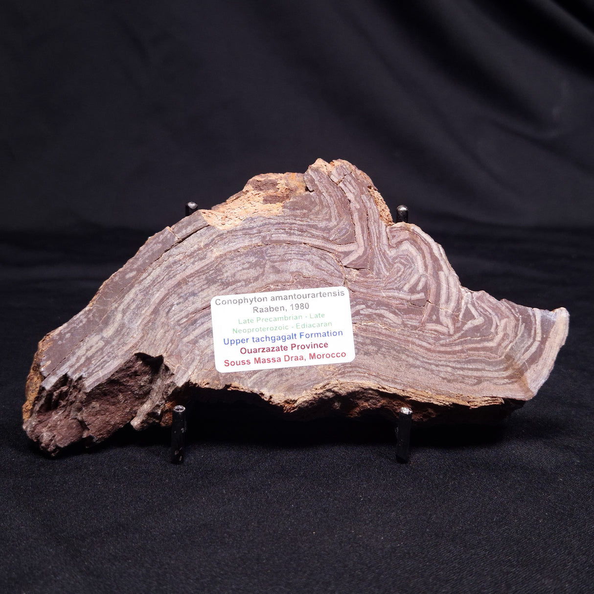 CONOPHYTON AMANTOURARTENSIS STROMATOLITE, Ediacaran, Morocco ZCA023