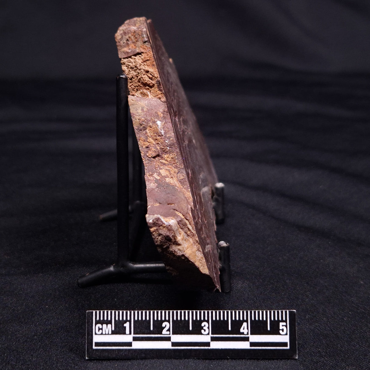 CONOPHYTON AMANTOURARTENSIS STROMATOLITE, Ediacaran, Morocco ZCA023