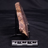 CONOPHYTON AMANTOURARTENSIS STROMATOLITE, Ediacaran, Morocco ZCA023