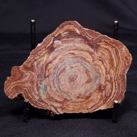 CONOPHYTON AMANTOURARTENSIS STROMATOLITE, Ediacaran, Morocco ZCA024
