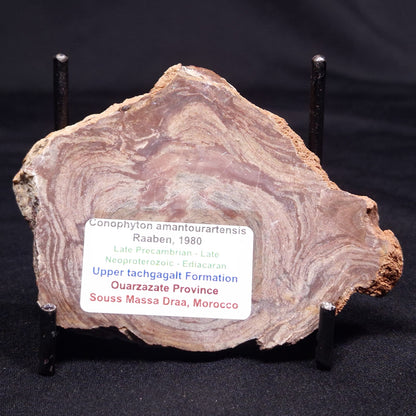 CONOPHYTON AMANTOURARTENSIS STROMATOLITE, Ediacaran, Morocco ZCA024