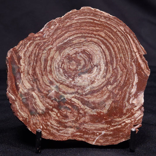 CONOPHYTON AMANTOURARTENSIS STROMATOLITE, Ediacaran, Morocco ZCA025