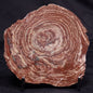 CONOPHYTON AMANTOURARTENSIS STROMATOLITE, Ediacaran, Morocco ZCA025