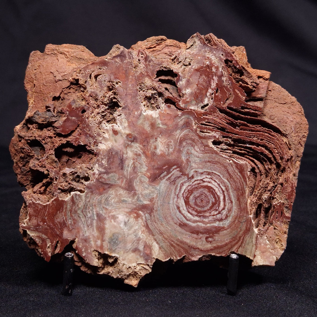 CONOPHYTON AMANTOURARTENSIS STROMATOLITE, Ediacaran, Morocco ZCA026