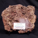 CONOPHYTON AMANTOURARTENSIS STROMATOLITE, Ediacaran, Morocco ZCA026