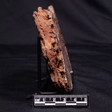 CONOPHYTON AMANTOURARTENSIS STROMATOLITE, Ediacaran, Morocco ZCA026