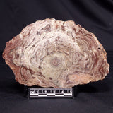 CONOPHYTON AMANTOURARTENSIS STROMATOLITE, Ediacaran, Morocco ZCA027