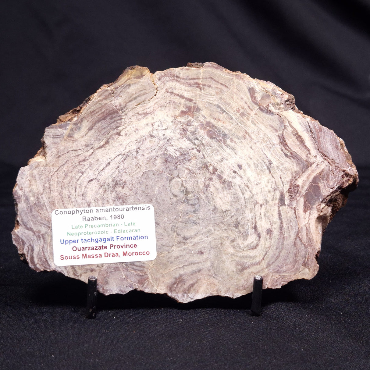 CONOPHYTON AMANTOURARTENSIS STROMATOLITE, Ediacaran, Morocco ZCA027