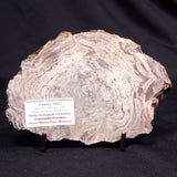 CONOPHYTON AMANTOURARTENSIS STROMATOLITE, Ediacaran, Morocco ZCA027