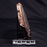 CONOPHYTON AMANTOURARTENSIS STROMATOLITE, Ediacaran, Morocco ZCA027