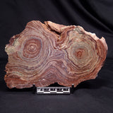 CONOPHYTON AMANTOURARTENSIS STROMATOLITE, Ediacaran, Morocco ZCA028