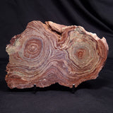 CONOPHYTON AMANTOURARTENSIS STROMATOLITE, Ediacaran, Morocco ZCA028